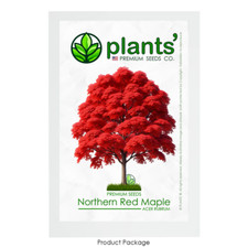 Northern Red Maple Tree |