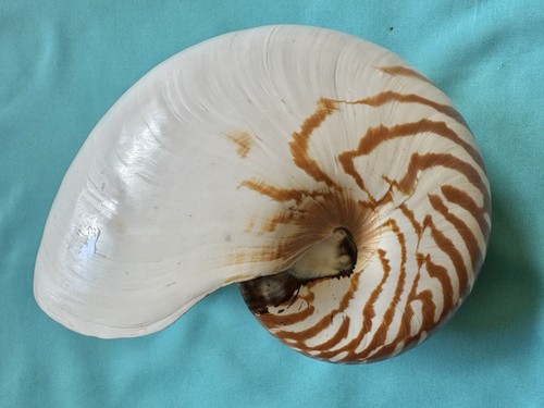 Große meeresmuschel nautilus - große,