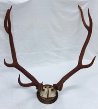 Hirschgeweih ungerader 9-Ender