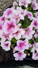Petunien * Nr.12 * Petunia * 50  Blumensamen * handverlesen