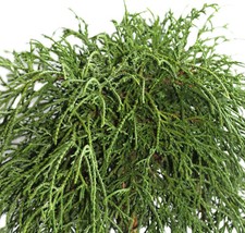 Grüne Fadenzypresse