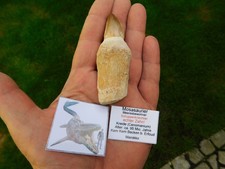 schöner Zahn vom Mosasaurus mit Wurzel aus Marokko
