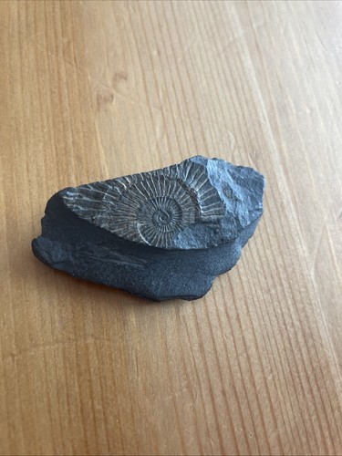 Fossil schiefer sonne - fossil,