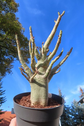 Adenium obesum wüstenrose - adenium,