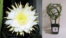 1-jähr KÖNIGIN DER NACHT 3 Selenicereus Schlangenkaktus SUPER Blüte Kaktus VIDEO