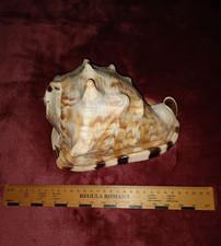 # riesige Cassis tuberosa -  XXL -  "Riesenmuschel"  - 20,5 cm !- 1,4 kg ! #