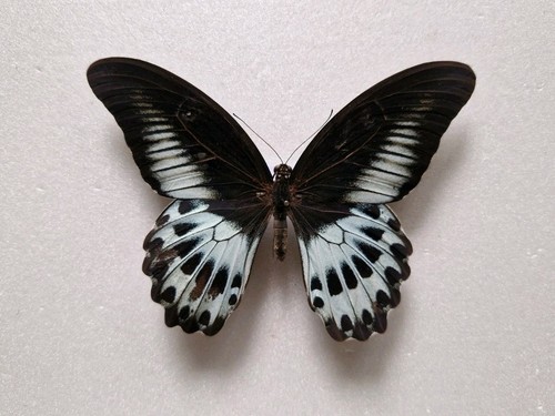 Papilio polymnestor parinda - papilio,