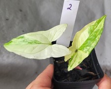 Syngonium Albo, Rare