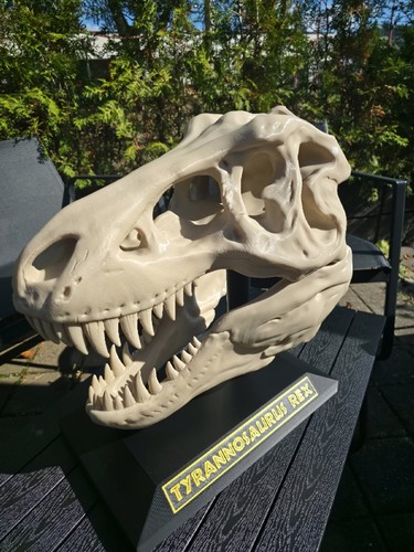 Rex schädel skull xxl - ,