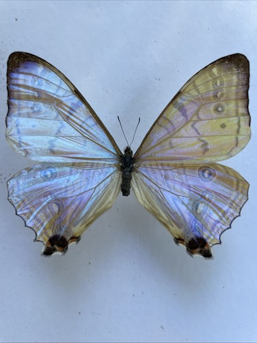 Entomologie*Morpho