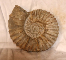 AMMONIT Fossilie Schnecke