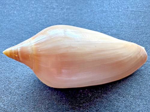 Amoria molleri - , –