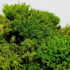 Frühlingsbusch / Strauch