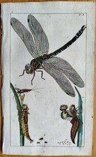 Libelle (Teller 1) - Wilhelm Original Farbdruck - 1800