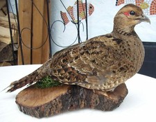 Schönes Präparat einer Fasan Henne, ausgestopft, Taxidermy, Präparat