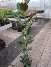 Immergrüne Magnolie Purpan -