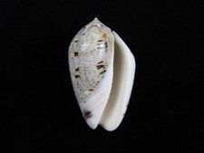 Muschel Oliva Incrassata 59mm