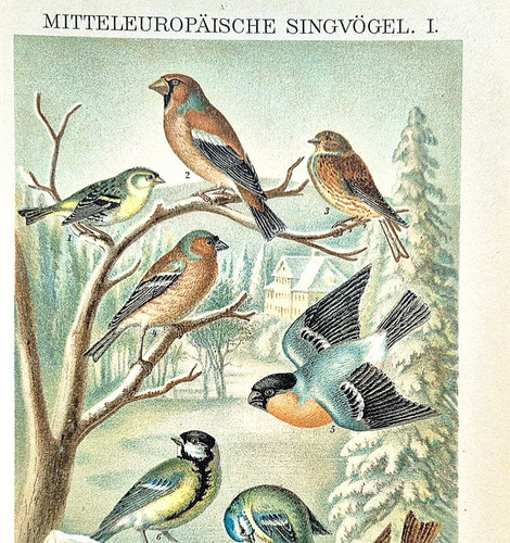 Alte chromolithographie - alte,