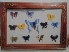 Bild Schmetterlingssammlung