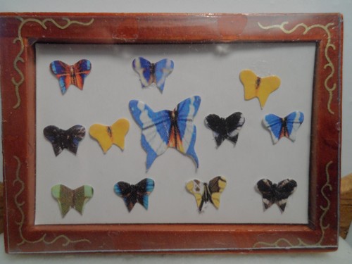 Bild schmetterlingssammlung - bild,