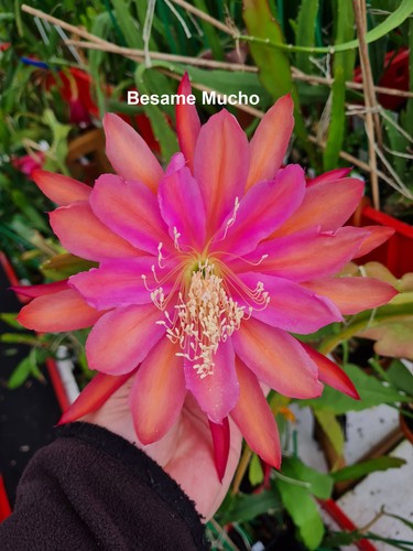 Epicactus besame mucho - besame, “