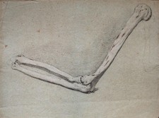 Knochen Arm Arme Akademische Studie unsign Unikat Kreide Zeichnung 19 Jhd
