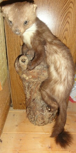 Mader auf holz tierpräparat - mader,
