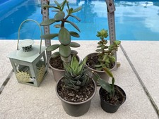 kleine Laterne Igel Motiv ++++ Teelicht, Windlicht Herbstdeko