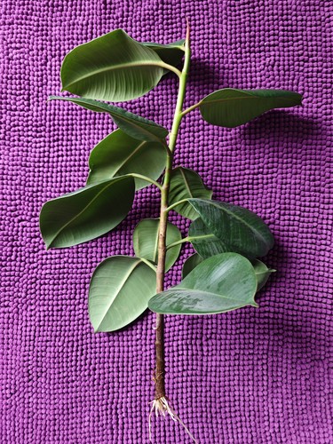 Gummibaum ableger ficus - ableger,