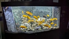 Aquarium 260 Liter komplett mit Unterschrank und Zubehör gebraucht