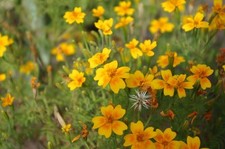 Yauhtli Tagetes lucida Mexikanisches Traumkraut Zauberpflanze der Azteken Gewürz