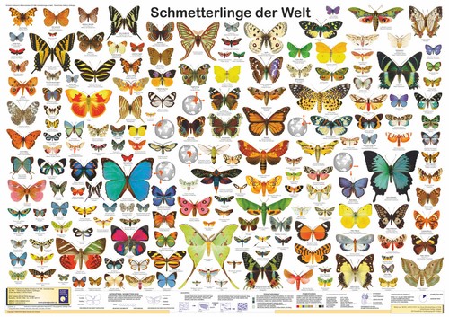 Bio poster schmetterlinge der - "schmetterlinge,