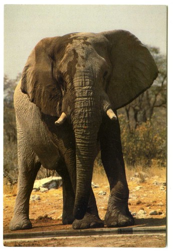 Südafrika wildtier postkarte - südafrika,