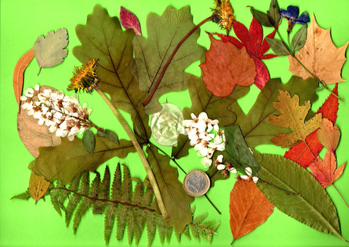 Herbarium gepresste blätter - herbarium,