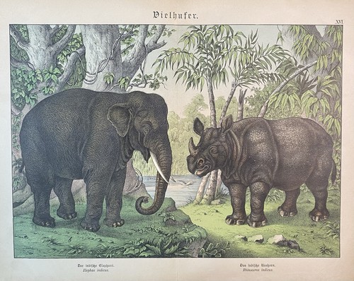 Antike grafik fauna vielhufer - antike,