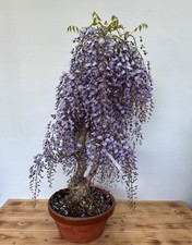 Bonsai Wisteria floribunda Nr 5102 blühend Laub abwerfend Blüte Blauregen