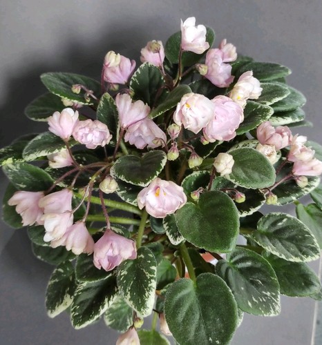 African violet saintpaulia - violet, saintpaulia/