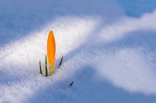 Schneekrokusse orange krokusse - schneekrokusse,