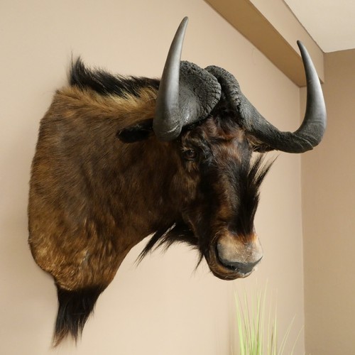 Weißschwanzgnu gnu wildebeest - gnu,