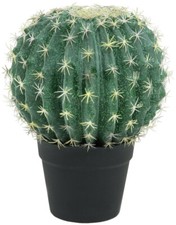 EUROPALMS Kugelkaktus, 34cm