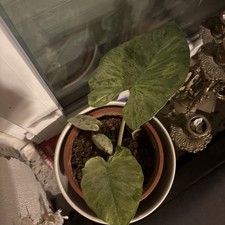 Sehr Schöne Alocasia Macrorrhiza Splash Variegata 