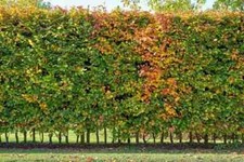  Hainbuchen 15st. 80-120cm Heckenpflanzen  Hainbuche Carpinus betulus Wurzelware