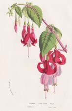 Fuchsia Lord Clyde Youell
