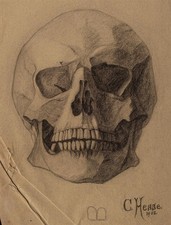 Clara Hesse Skull Human