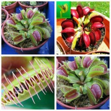 Fleischfressende Pflanze Venusfliegenfalle Samen Mix --- PO.