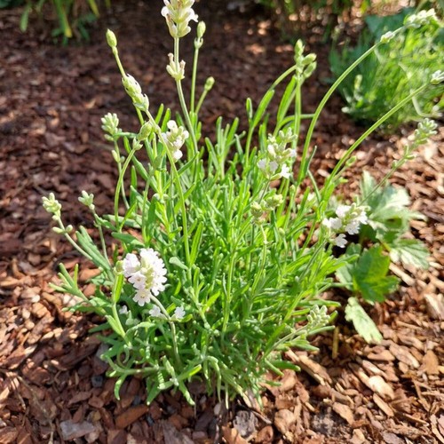 Lavendel nana alba - nana, weiß