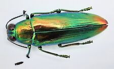 Buprestidae, Chrysochroa