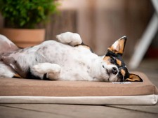 Hundeliegematte JOKKMOKK