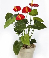 Künstliche anthurium luxe - künstliche,