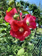 20 Samen von Stockrosen, kirschrot 